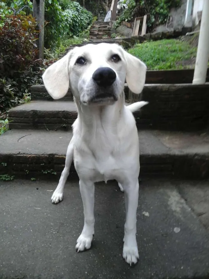 Cachorro ra a labrador  idade 7 a 11 meses nome Marley