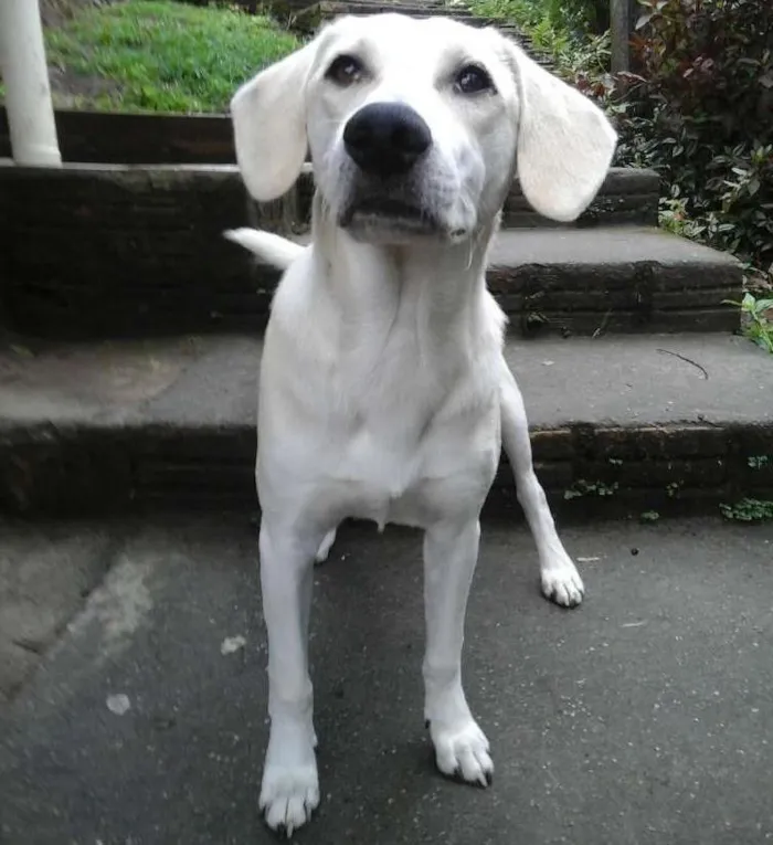 Cachorro ra a labrador  idade 7 a 11 meses nome Marley