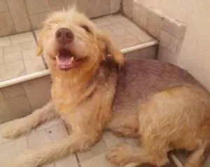 Cachorro raça mestiço idade 7 a 11 meses nome Belinha