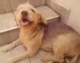 Belinha