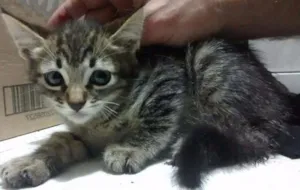 Gato raça Sem raça idade 2 a 6 meses nome Sem nomes