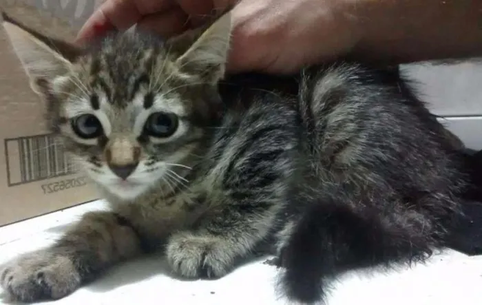 Gato ra a Sem raça idade 2 a 6 meses nome Sem nomes