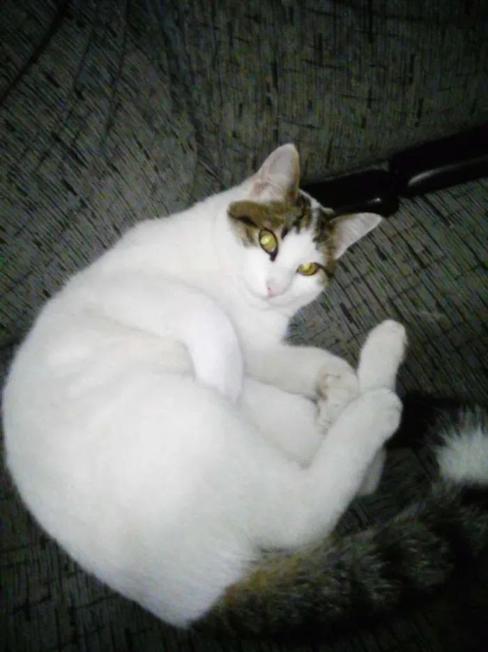 Gato ra a indefinida idade 7 a 11 meses nome JUJU