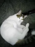 JUJU