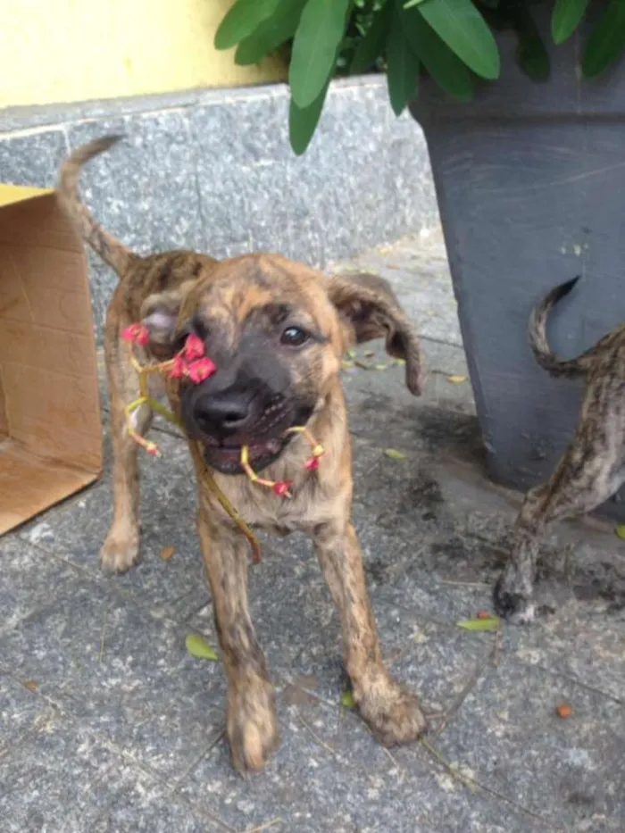 Cachorro ra a Nao Definida idade 2 a 6 meses nome Jorgito