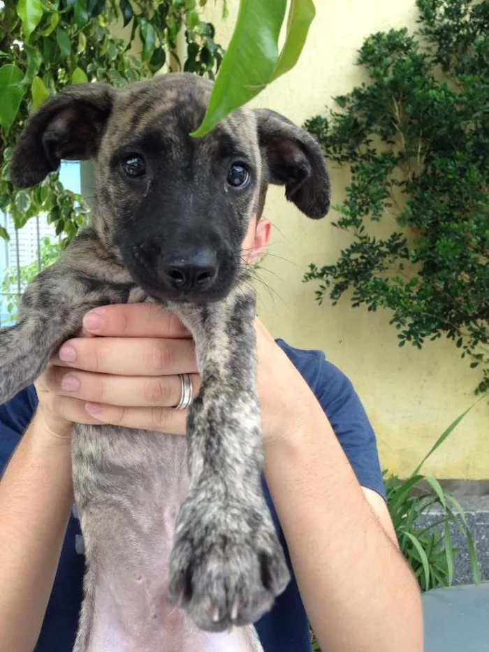Cachorro ra a Nao Definida idade 2 a 6 meses nome Linguine