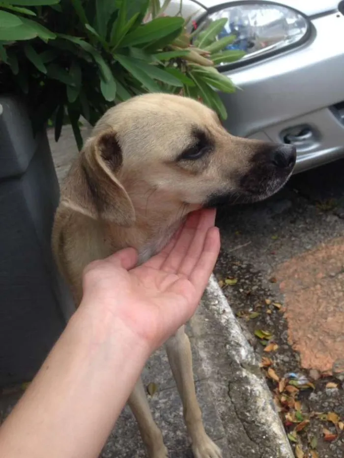 Cachorro ra a Nao Definida idade 1 ano nome Mariquita