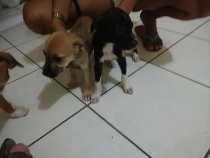 Cachorro ra a Mistiço idade Abaixo de 2 meses nome Filhotes