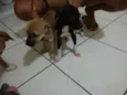 Filhotes