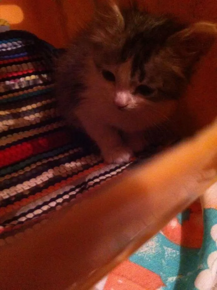 Gato ra a  idade Abaixo de 2 meses nome Vrochi