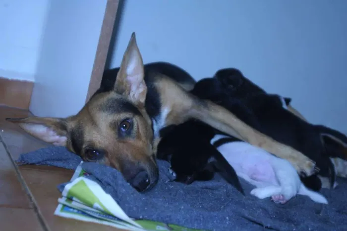 Cachorro ra a SRD idade 2 anos nome Dida