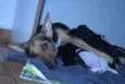 Dida