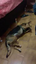Dida