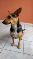 Dida