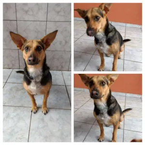 Cachorro raça SRD idade 2 anos nome Dida