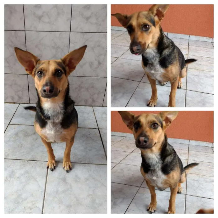 Cachorro ra a SRD idade 2 anos nome Dida