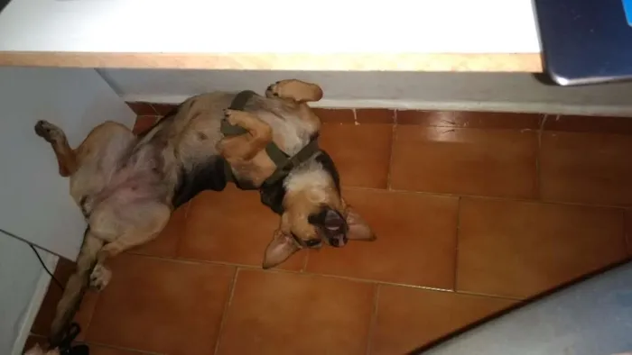 Cachorro ra a SRD idade 2 anos nome Dida