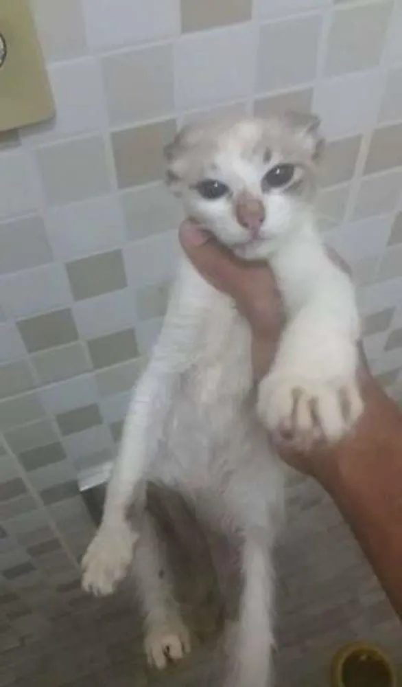 Gato raça siamês idade 2 a 6 meses nome fif