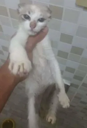 Gato raça siamês idade 2 a 6 meses nome fif