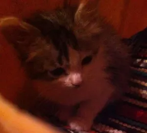 Gato raça  idade Abaixo de 2 meses nome Vrochi