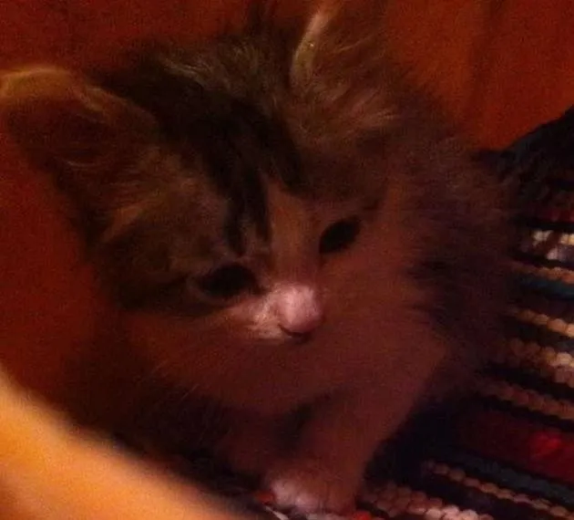 Gato ra a  idade Abaixo de 2 meses nome Vrochi