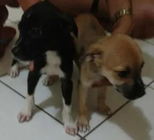 Cachorro raça Mistiço idade Abaixo de 2 meses nome Filhotes
