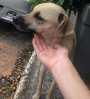 Cachorro raça Nao Definida idade 1 ano nome Mariquita