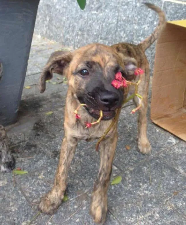 Cachorro ra a Nao Definida idade 2 a 6 meses nome Jorgito