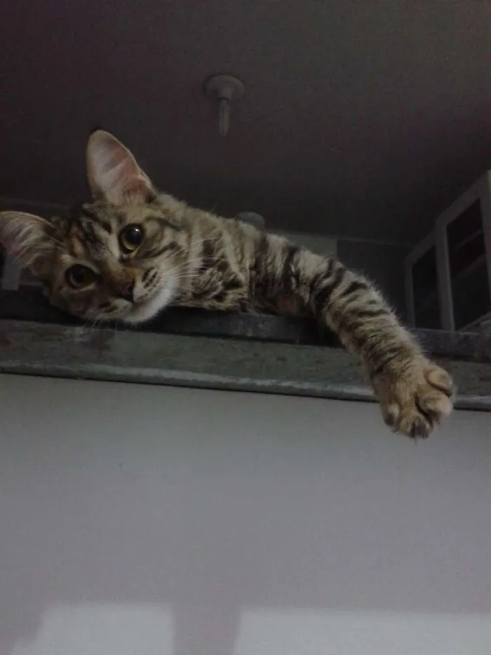 Gato ra a Vira lata idade 7 a 11 meses nome Juju