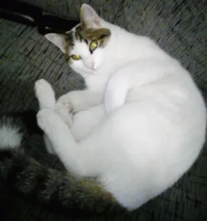 Gato raça indefinida idade 7 a 11 meses nome JUJU