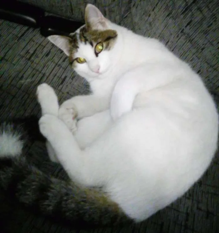 Gato ra a indefinida idade 7 a 11 meses nome JUJU