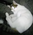 JUJU
