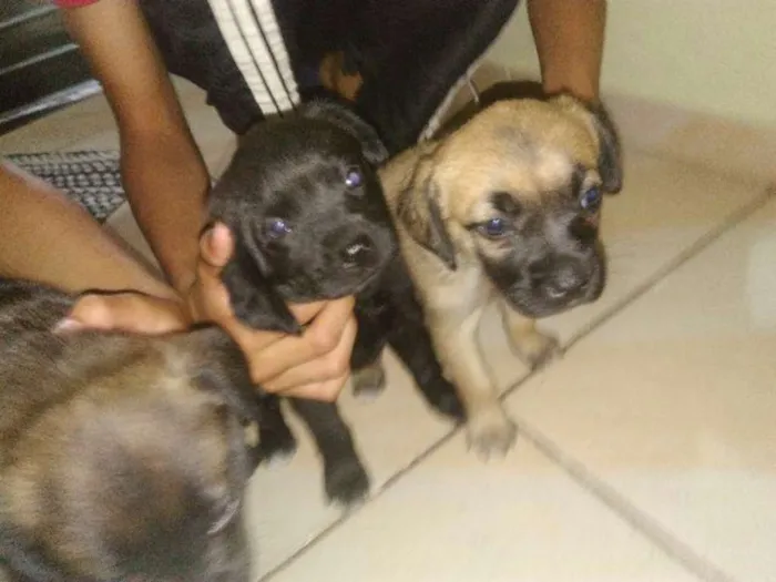 Cachorro raça mestiço labrador idade Abaixo de 2 meses nome sem nome
