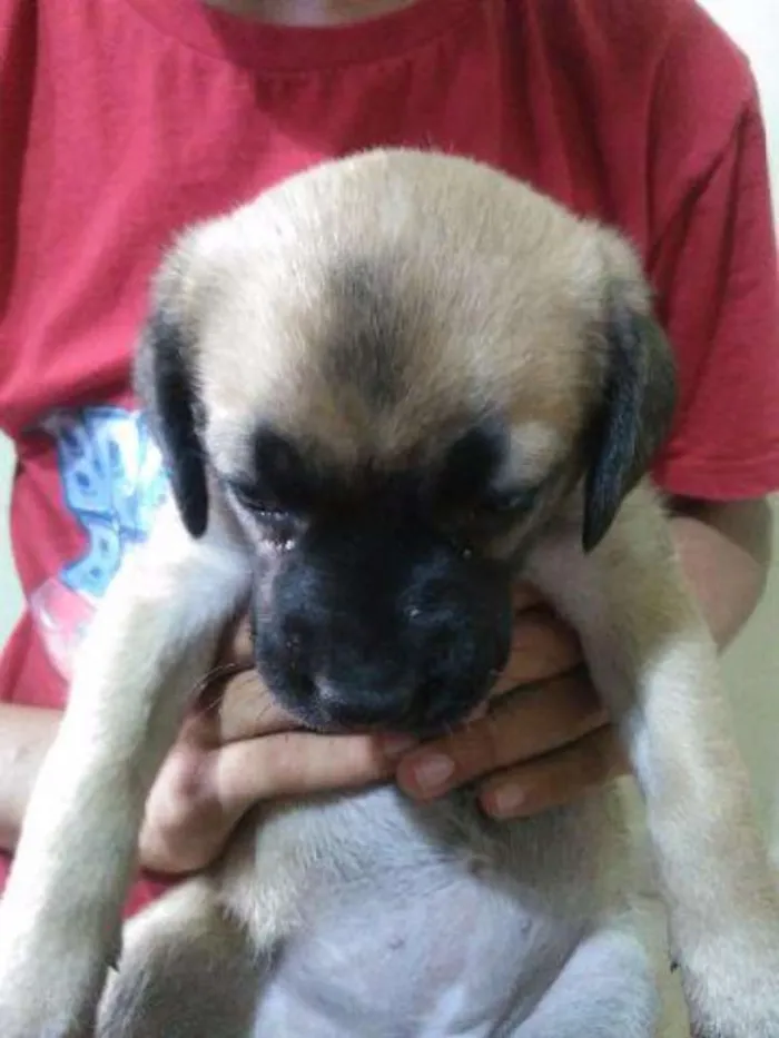 Cachorro raça mestiço labrador idade Abaixo de 2 meses nome sem nome