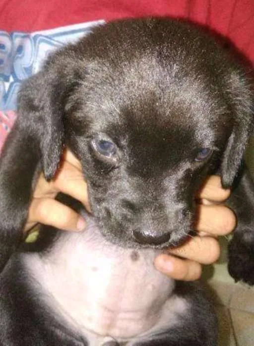 Cachorro raça mestiço labrador idade Abaixo de 2 meses nome sem nome