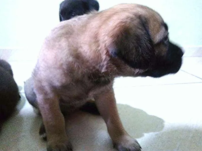 Cachorro raça mestiço labrador idade Abaixo de 2 meses nome sem nome