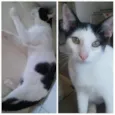 Gatos