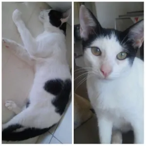 Gato raça  idade 2 a 6 meses nome Gatos