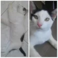 Gatos