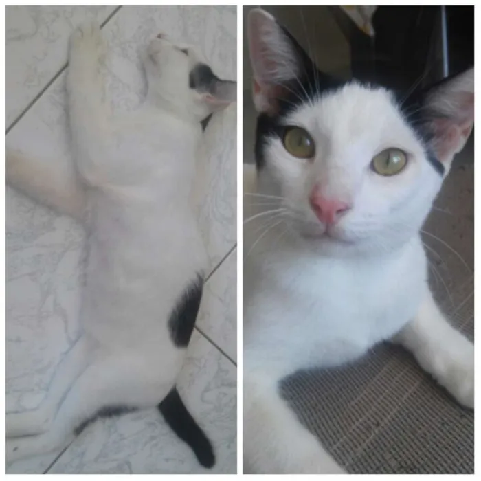 Gato raça  idade 2 a 6 meses nome Gatos