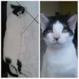Gatos