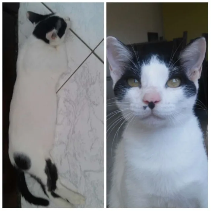 Gato raça  idade 2 a 6 meses nome Gatos