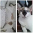 Gatos