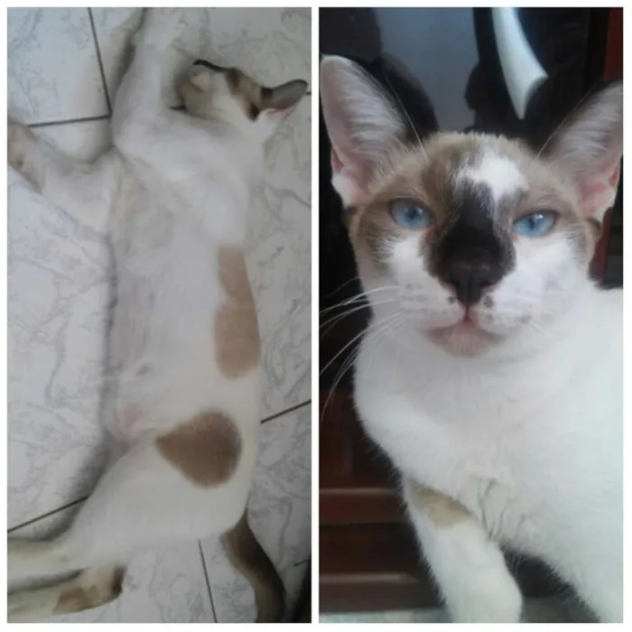 Gato raça  idade 2 a 6 meses nome Gatos