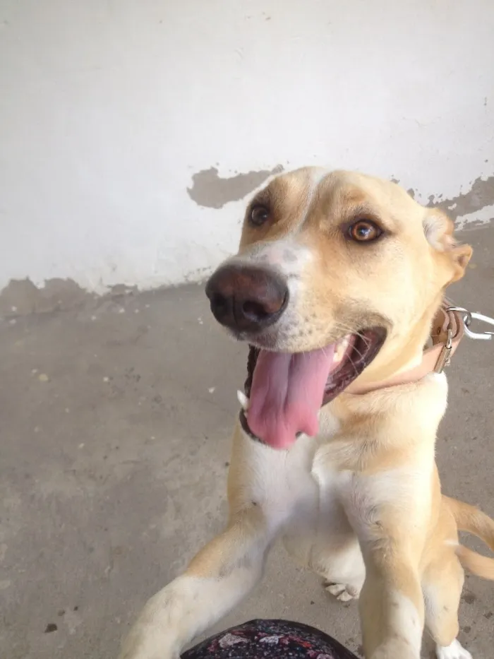 Cachorro ra a Indefinido  idade 7 a 11 meses nome Zangado