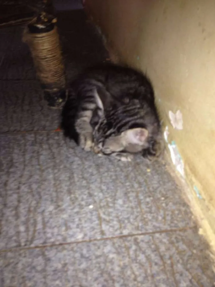 Gato ra a  idade Abaixo de 2 meses nome Fofinhos