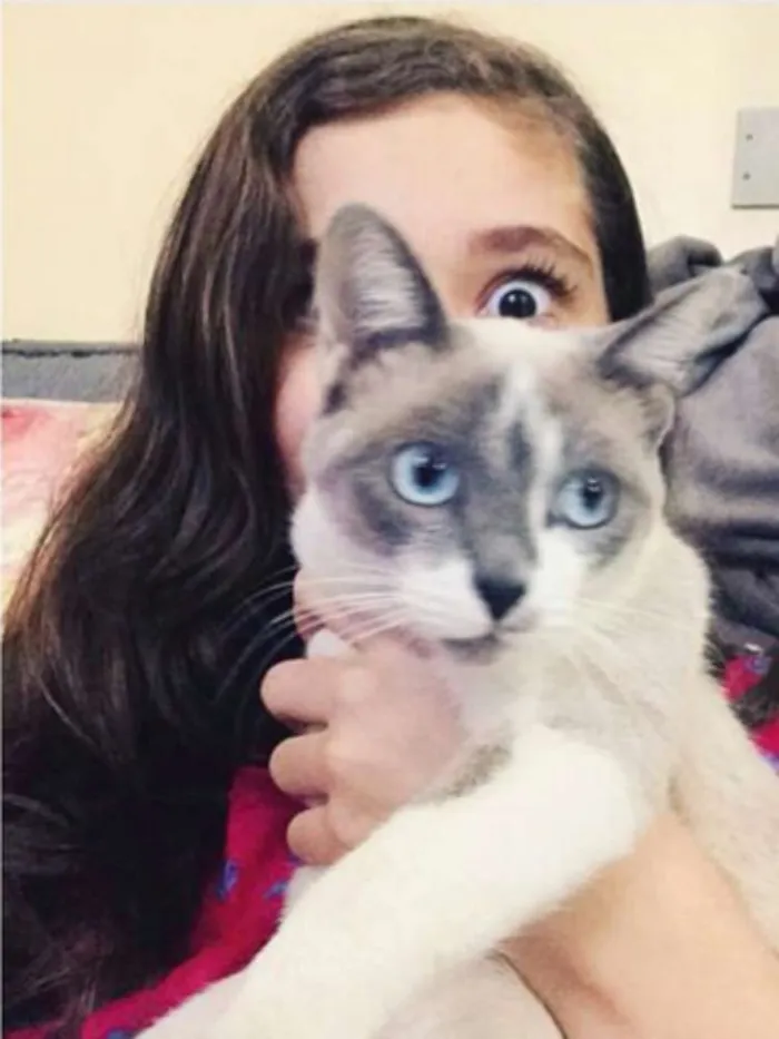 Gato ra a Filha de siamesa idade 1 ano nome Nina