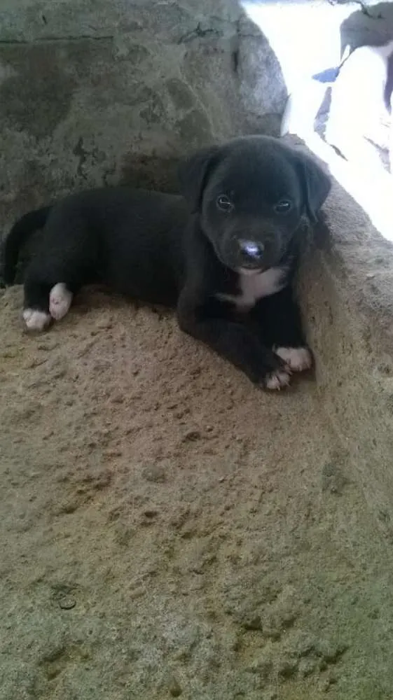 Cachorro ra a  idade 2 a 6 meses nome rex