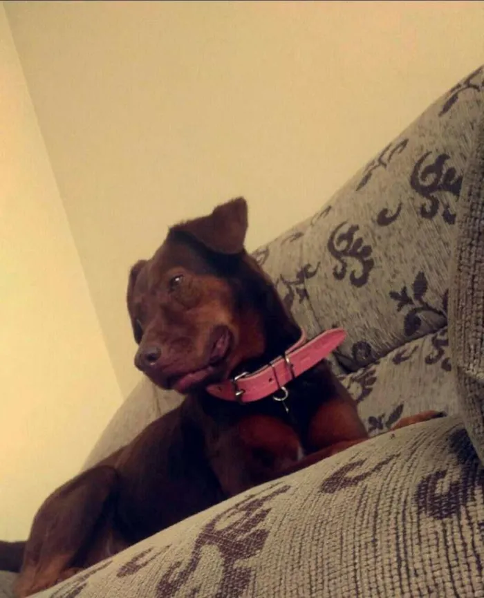 Cachorro ra a Labrador idade 6 ou mais anos nome Julie
