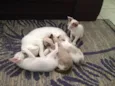 Miojo